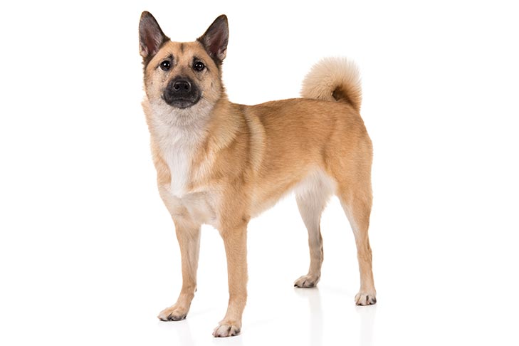 Norwegian-Buhund-On-White-01.jpg