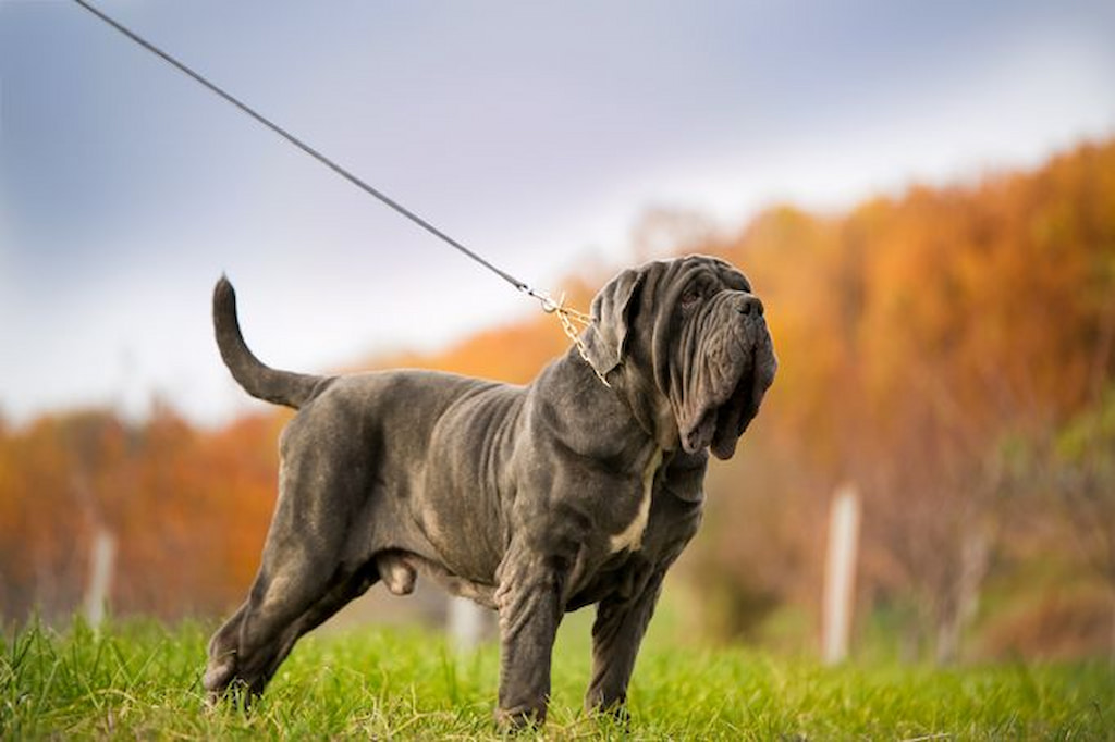 napoliten-mastiff.jpg