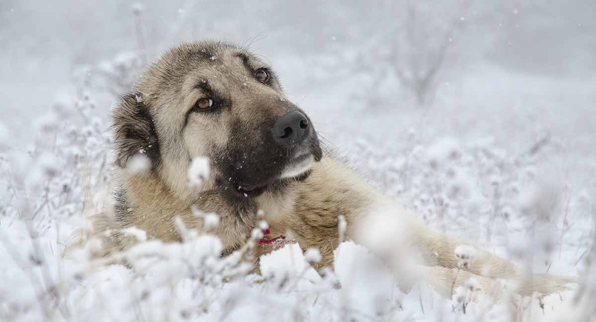 Kangal-DN-long.jpg