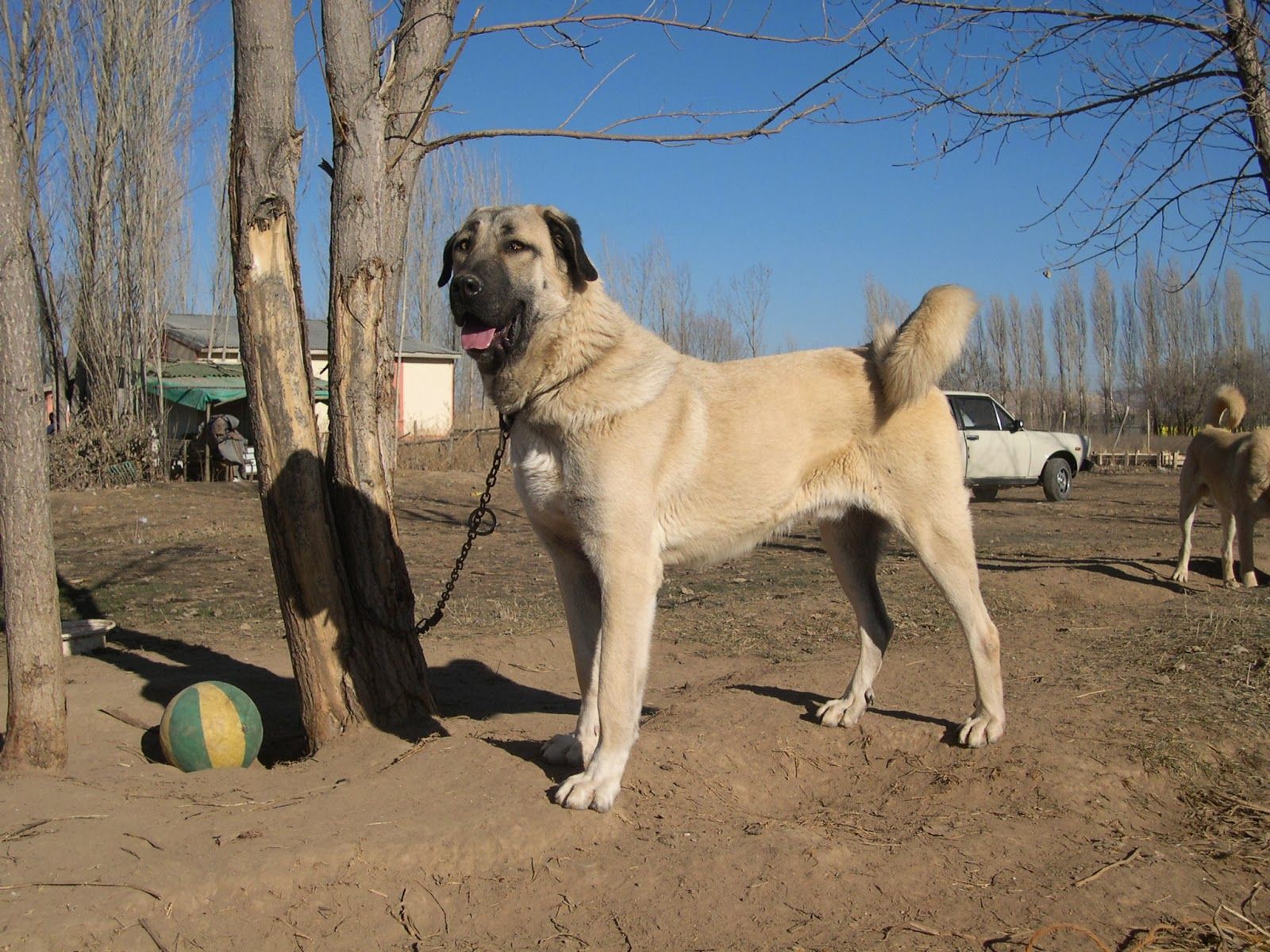 sivas%20kangal%C4%B12.jpg