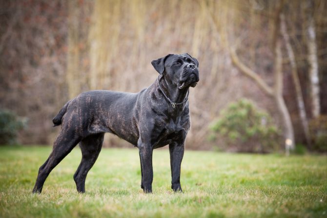 cane%20corso.jpg