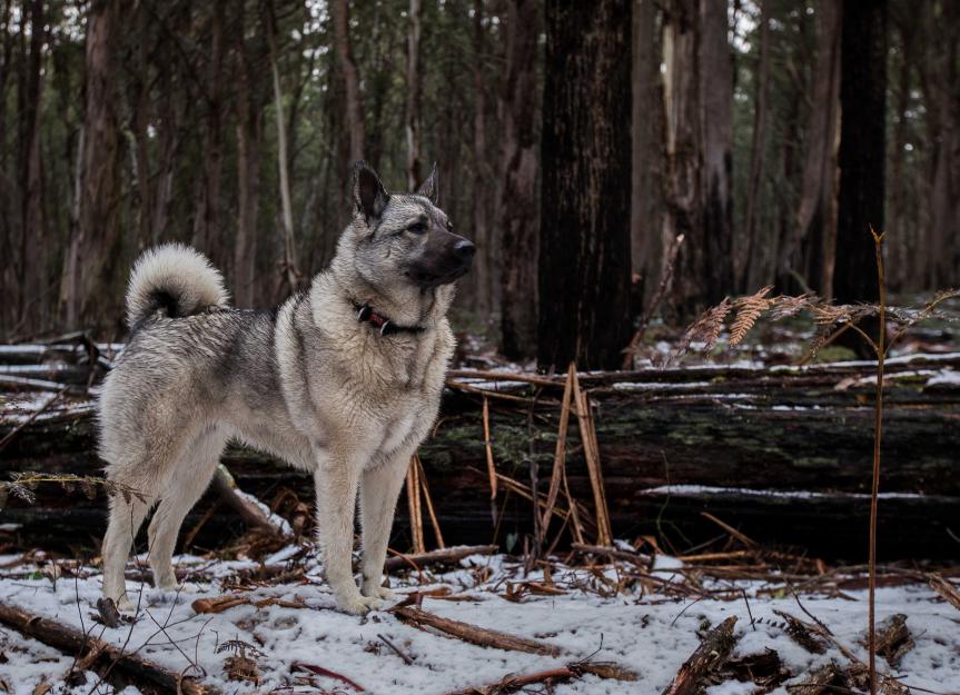 norwegian-elkhound.jpg